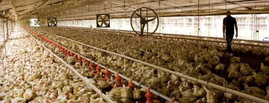 Noticias de Agro y Negocios. Solicitan informar sospechas de enfermedades en la producción avícola