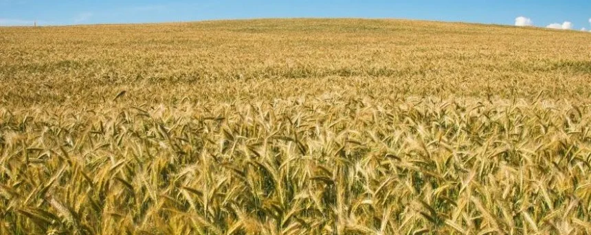 Suben la proyección de trigo por las recientes lluvias en Agro y Negocios. Noticia de Región Mar del Plata