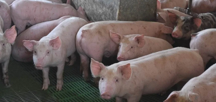 Tandil busca fomentar la agroecología y la producción porcina en Agro y Negocios. Noticia de Región Mar del Plata