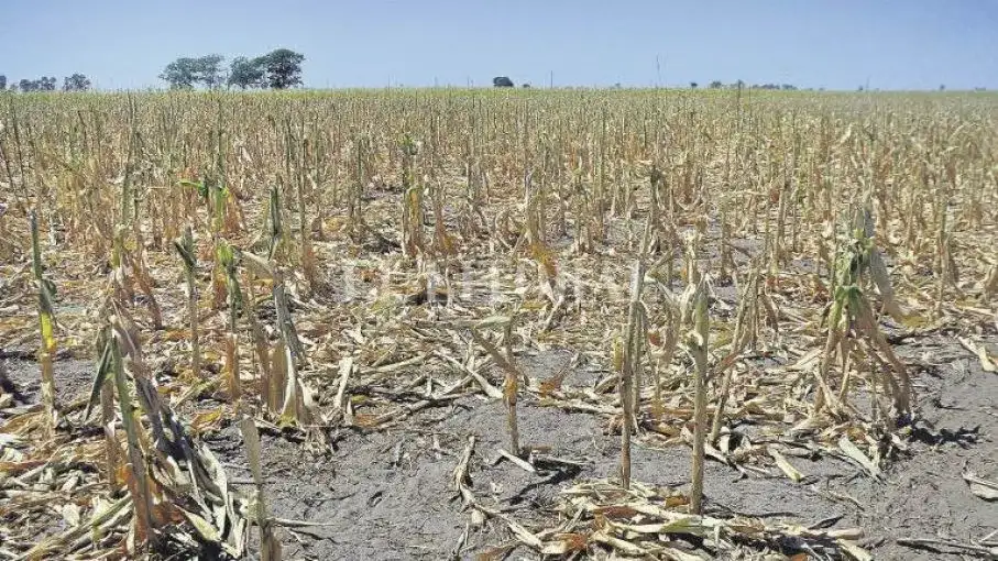 Noticias de Agro y Negocios. Advierten que campaña 2022-2023 puede ser afectada por una de las peores sequías de los últimos años