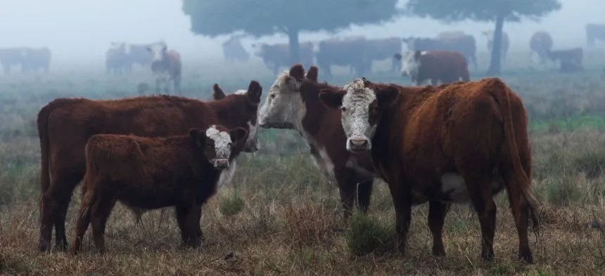 Crece la faena de bovinos en Agro y Negocios. Noticia de Región Mar del Plata