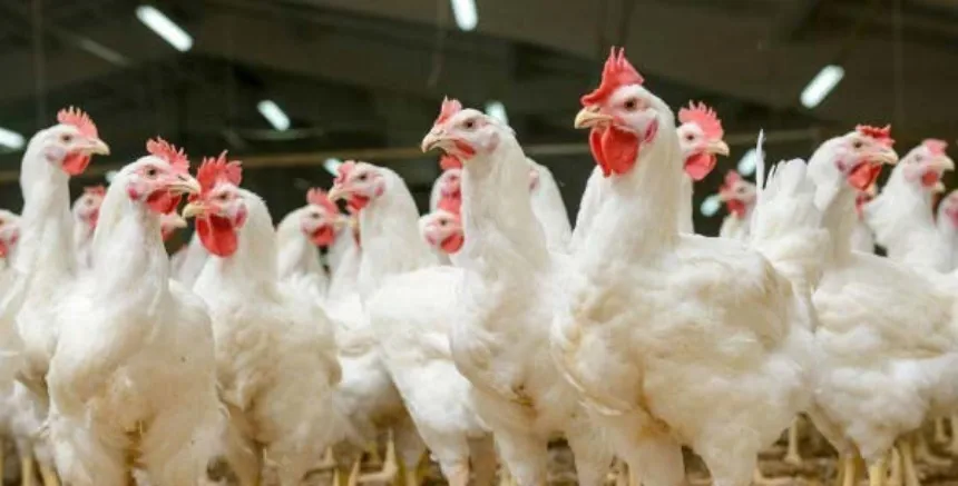 La Cámara Avícola trabaja en la prevención de la enfermedad viral de influenza aviar en Agro y Negocios. Noticia de Región Mar del Plata