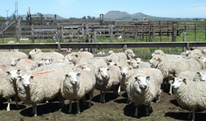 Noticias de Agro y Negocios. La faena ovina creció más del 50 por ciento en la provincia de Buenos Aires