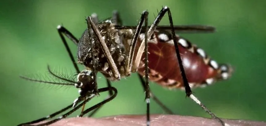 Noticias de Mar del Plata. Mar del Plata debe estar alerta ante la posible aparición del mosquito del dengue