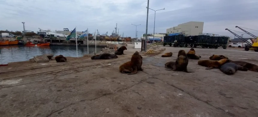 Programa para desplazar a lobos marinos de zonas operativas del puerto marplatense en General Pueyrredon. Noticia de Región Mar del Plata