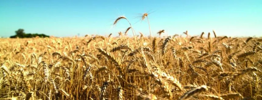 Proyectan una caída de casi 40 por ciento en la producción de trigo