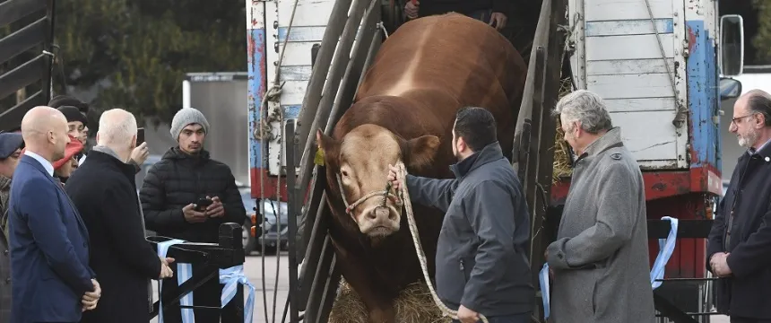 Noticias de Agro y Negocios. Un toro Limousin es el primer animal en llegar a La Rural