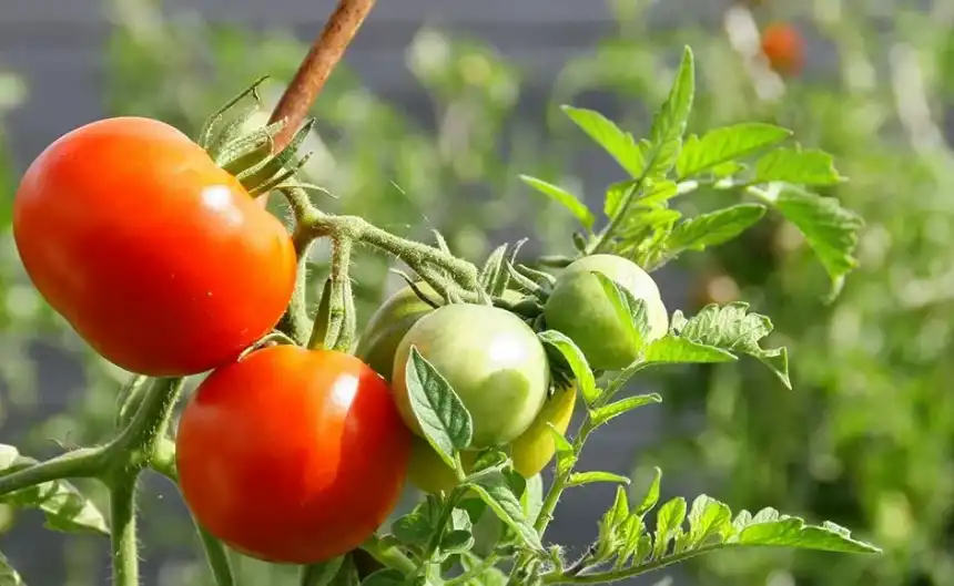 Noticias de Agro y Negocios. Alerta fitosanitaria en todo el territorio por el virus rugoso del tomate