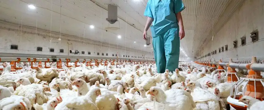 Noticias de Mar del Plata. Alivio para el sector avícola afectado por la gripe aviar