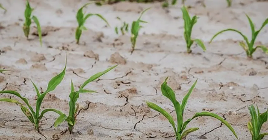 Noticias de Agro y Negocios. Beneficios a productores afectados por la emergencia climática