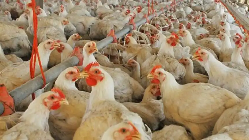 Noticias de Agro y Negocios. Cámaras avícolas esperan normalizar exportaciones en próximos 15 días