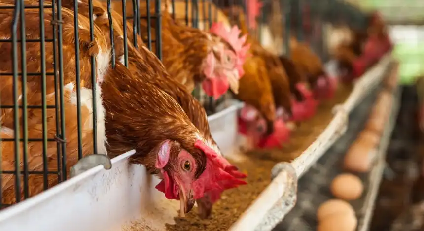 Noticias de Agro y Negocios. Charlas técnicas para productores avícolas en Tandil