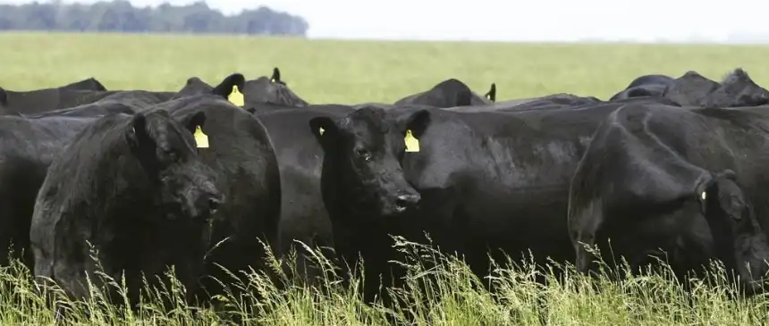 Noticias de Agro y Negocios. Culmina el plazo para adherirse al Plan de Erradicación de ETS en bovinos