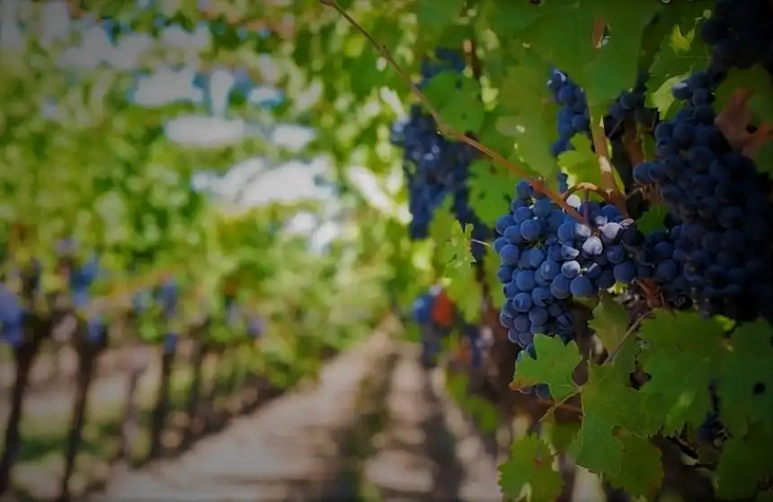 Noticias de Agro y Negocios. Curso de Introducción a la viticultura en Tandil