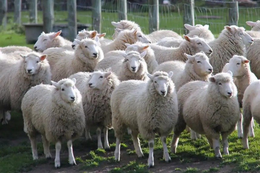 Noticias de Agro y Negocios. Destacan el crecimiento del sector ovino
