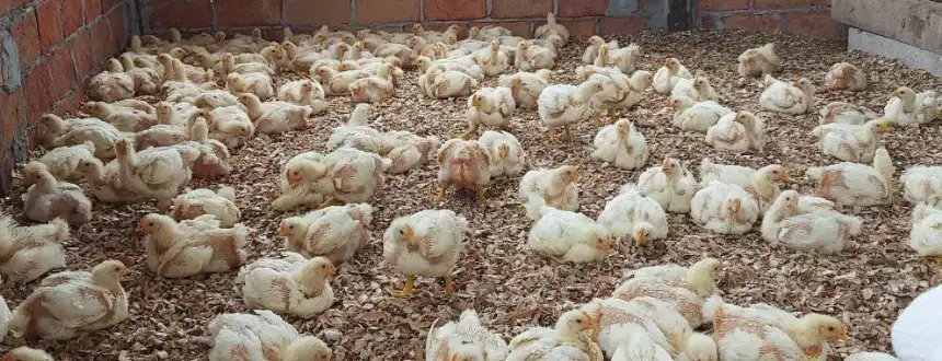 Noticias de Agro y Negocios. Destinan recursos para productores de pollos