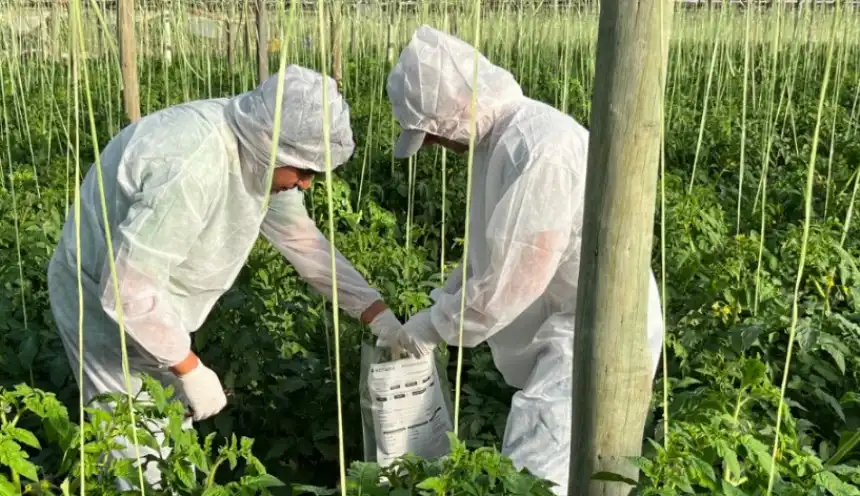 Noticias de Agro y Negocios. Detección del virus rugoso del tomate preocupa a los productores agrícolas
