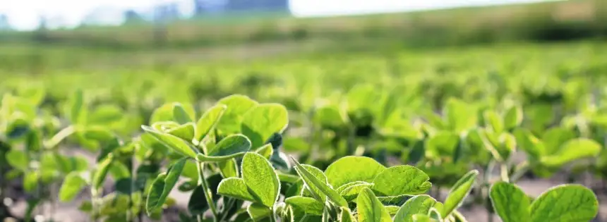 Noticias de Agro y Negocios. El bajo rinde de la soja podría llevar a nuevo recorte en la producción