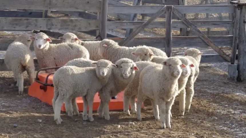 Noticias de Agro y Negocios. Extienden el programa para la promoción de carne ovina