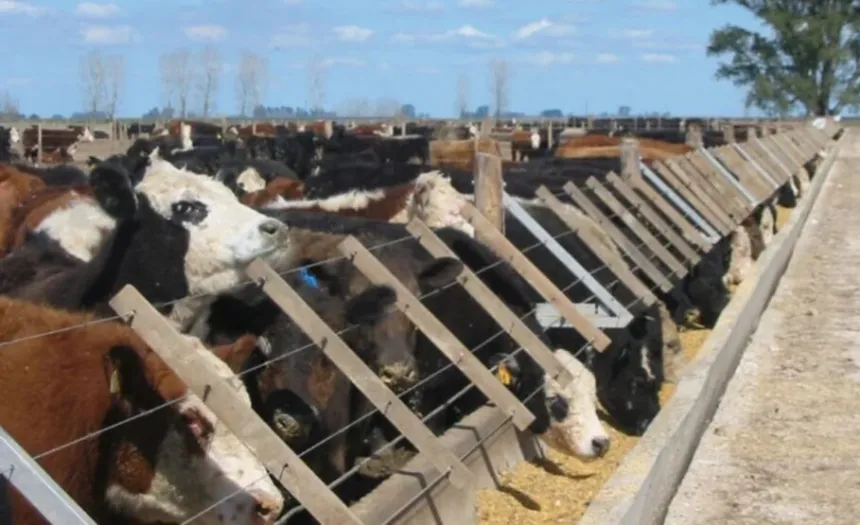 Noticias de Agro y Negocios. Impulsar producción de carne en feedlots