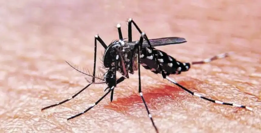 Noticias de Regionales. informaron la situación epidemiológica de dengue y chikungunya
