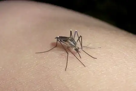Noticias de Regionales. Informaron medidas de prevención del dengue