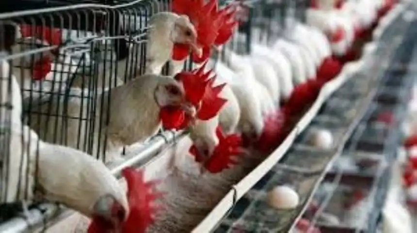 Noticias de Agro y Negocios. La actividad avícola se recupera luego de la gripe aviar