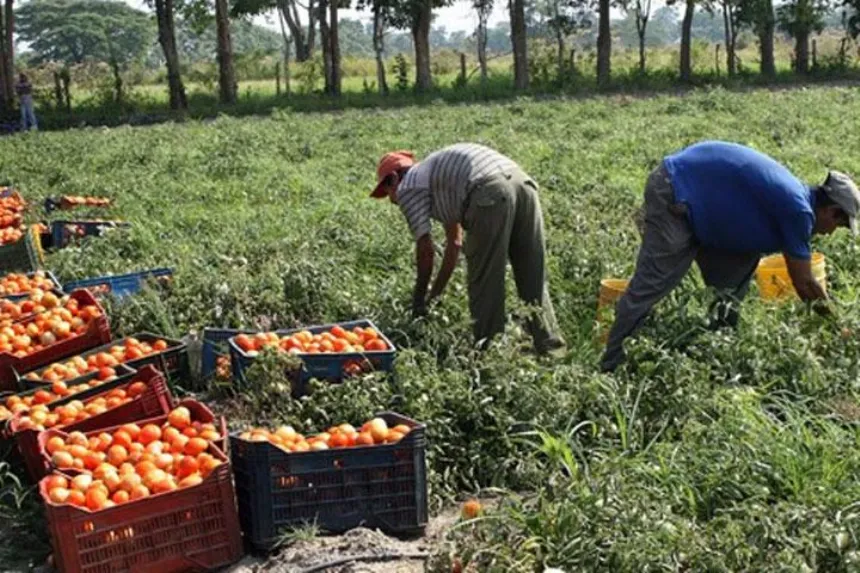 La Comisión Nacional de Trabajo Agrario fijó nuevos salarios mínimos en Agro y Negocios. Noticia de Región Mar del Plata