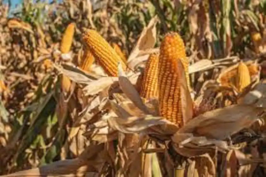 Noticias de Agro y Negocios. La cosecha de sorgo y maíz finaliza con niveles de producción inferiores a campaña anterior