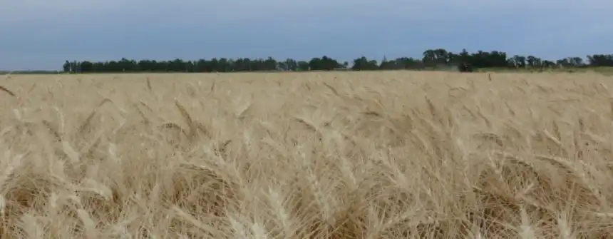 Noticias de Agro y Negocios. La falta de lluvias desmejoró la condición del trigo y retrasa la siembra de maíz
