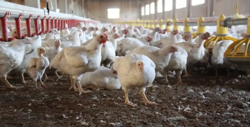 Noticias de Agro y Negocios. La última semana no se registraron nuevos casos de influenza aviar en el país