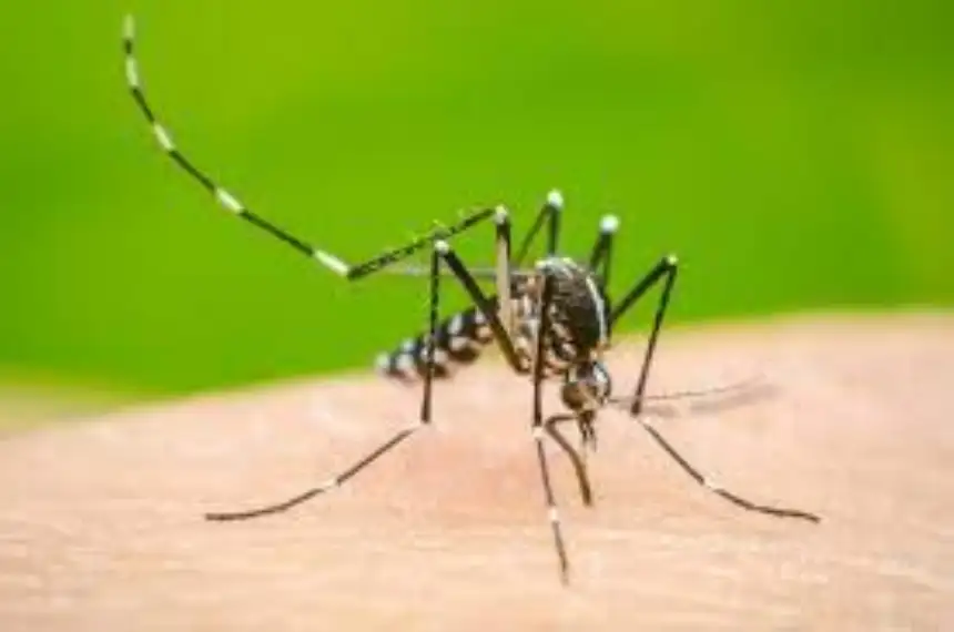 Noticias de Regionales. Piden que continúen las medidas de cuidado por dengue