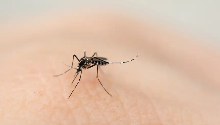 Noticias de Regionales. Piden que se extremen los cuidados frente el aumento de casos de dengue