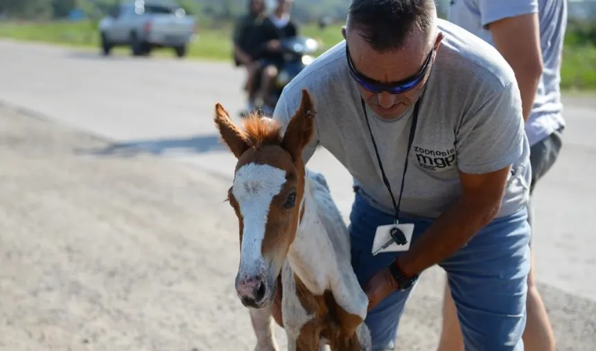 Noticias de Mar del Plata. Rescataron dos caballos en estado de abandono y aprehendieron a una persona