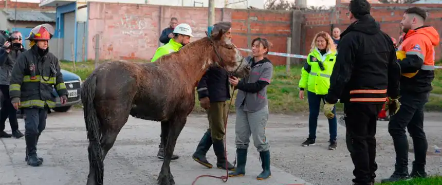 Noticias de Mar del Plata. Se rescató un equino que se encontraba atrapado en una cámara subterránea