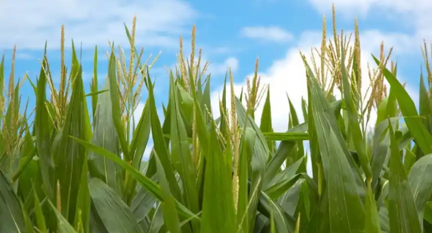 Noticias de Agro y Negocios. Aprueban dos variedades de maíz resistentes a herbicidas e insectos Noticias de Agro y Negocios. Aprueban dos variedades de maíz resistentes a herbicidas e insectos