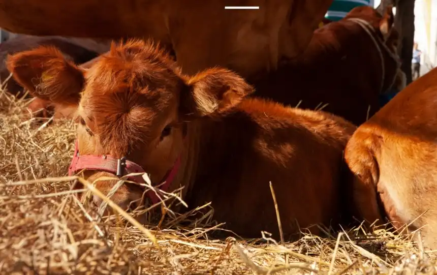 Noticias de Agro y Negocios. Argentina retoma exportación de embriones bovinos a la Unión Europea