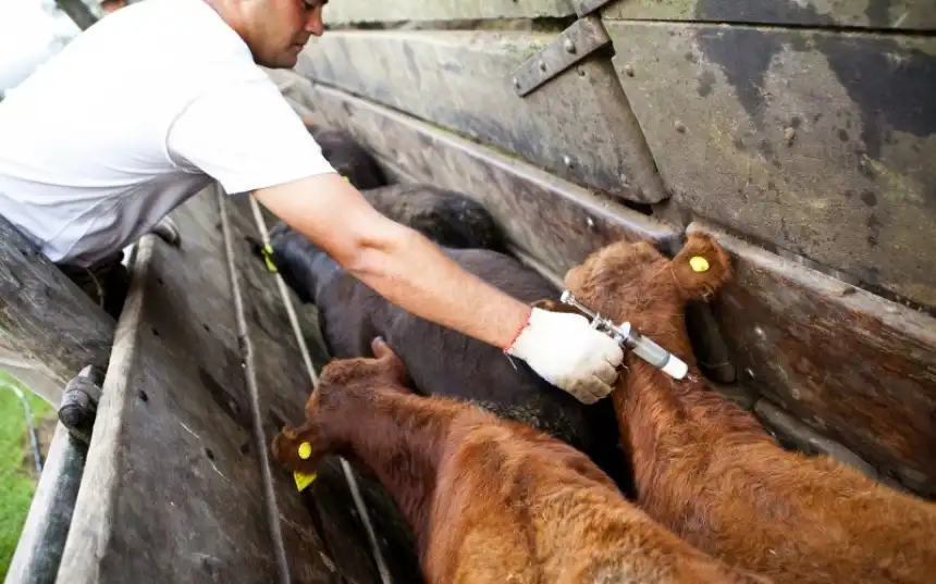 Noticias de Agro y Negocios. Avanza la campaña de vacunación contra fiebre aftosa y brucelosis bovina en Argentina