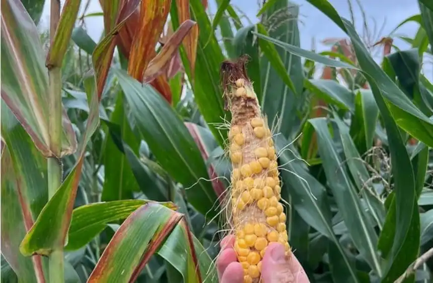 Noticias de Agro y Negocios. Chicharrita en retroceso