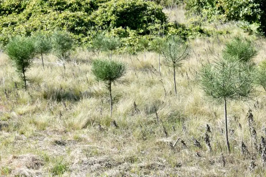 Noticias de Miramar. Comenzó el plan de forestación del Bosque Vivero de Miramar