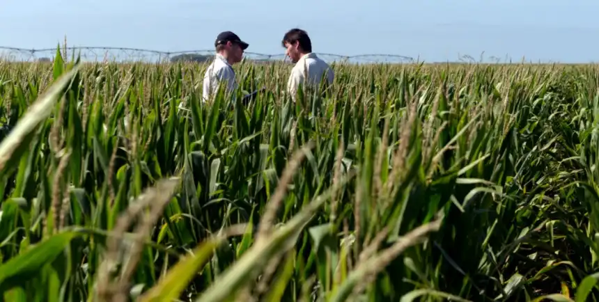 Noticias de Agro y Negocios. El Gobierno agiliza la autorización de 22 fitosanitarios para combatir el achaparramiento del maíz