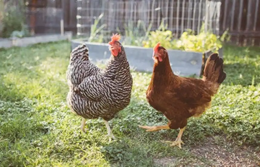 Noticias de Agro y Negocios. El Ministerio de Desarrollo Agrario amplía el registro de establecimientos avícolas