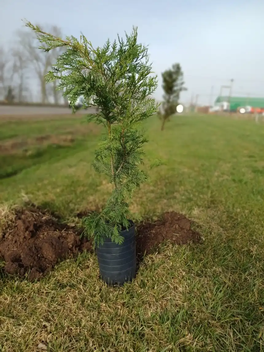 Noticias de Balcarce. Intensas actividades por la Semana del del Árbol