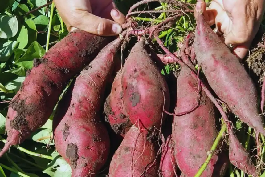 Noticias de Agro y Negocios. La batata una alternativa prometedora para la diversificación productiva para la zona periurbana