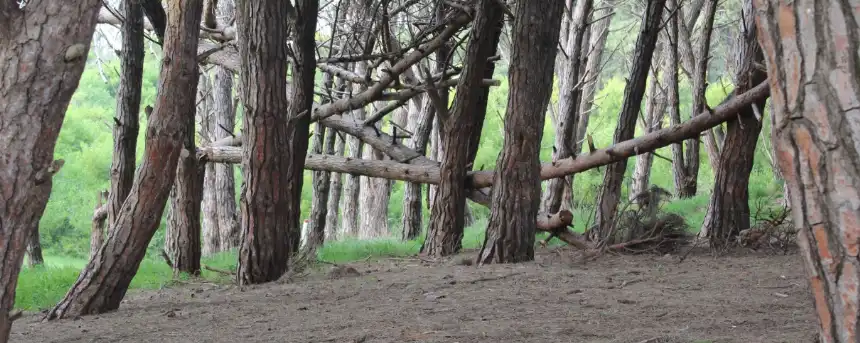 Noticias de Turismo. Navidad mágica en el Bosque Energético de Miramar