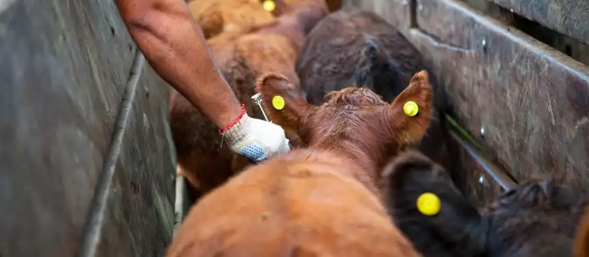 Noticias de Agro y Negocios. Nuevas condiciones en la producción de Vacunas Contra la Fiebre Aftosa