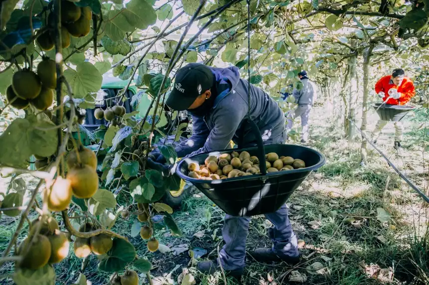 Noticias de Agro y Negocios. Nuevas estrategias para mejorar la producción de kiwi en Mar del Plata