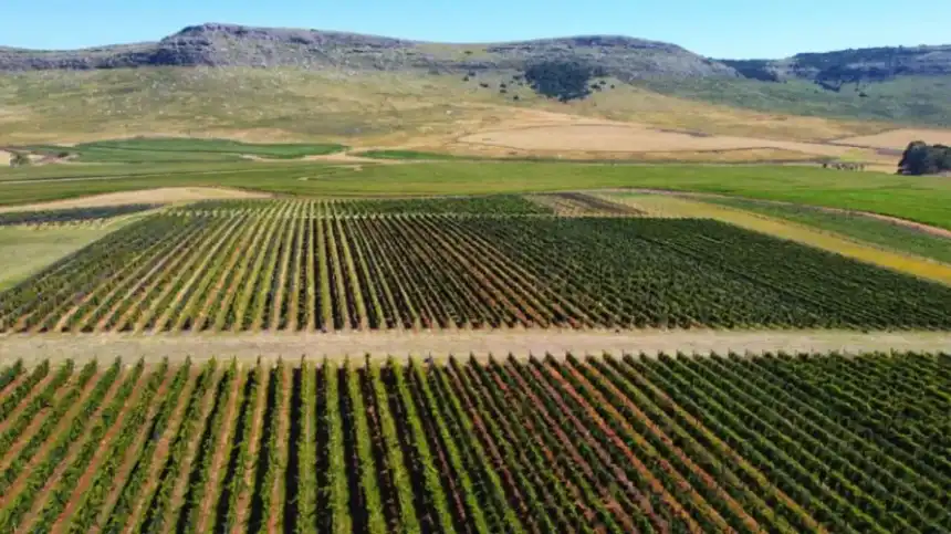 Noticias de Agro y Negocios. Nuevos proyectos vitivinícolas impulsan la capacitación en el sudeste bonaerense