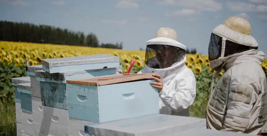 Noticias de Agro y Negocios. Preinscripción al curso de iniciación en la apicultura en Mar del Plata