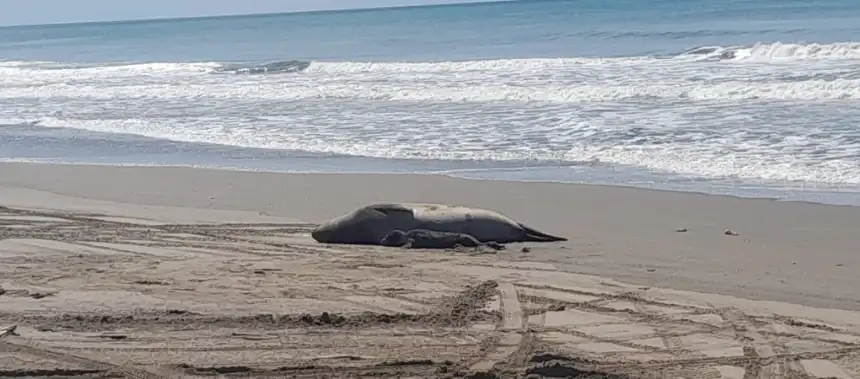 Noticias de Villa Gesell. Primer elefante marino nacido en Villa Gesell cautiva a la comunidad